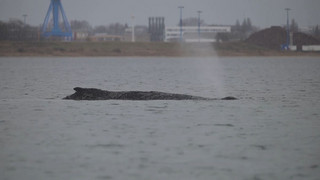 Buckelwal erneut gestrandet: Nächster Rettungsversuch am Sonntag?