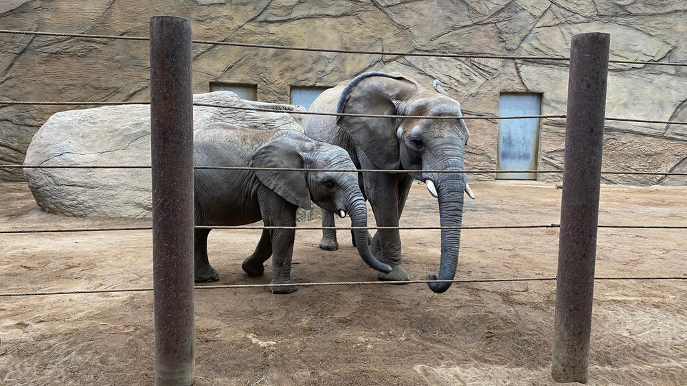 Die Elefantenkuh Cristina (links) und Elefantenbulle Neco (07.02.) im Opel-Zoo in Kronberg. Die schwangere Kariba hat sich heute nicht gezeigt. Ihr Nachwuchs wird im Sommer 2025 erwartet. 