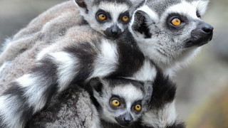 Affenwald am Silbersee: Pläne für neuen Tierpark sind vom Tisch