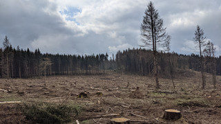 Tag des Waldes: Mehrere Baumpflanzaktionen in der Region