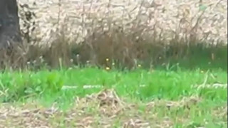 Aufregung auf Schwäbischer Alb: Känguru aus Gehege ausgebüxt
