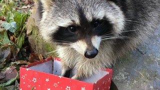 Waldweihnacht im Wildpark Knüll: Leckere Geschenke für die Tiere