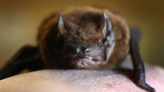 Tollwutvirus bei Fledermaus in Unterfranken entdeckt