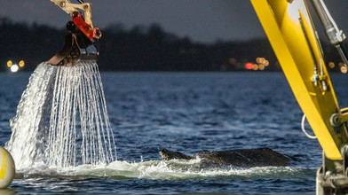Buckelwal an Ostsee Sandbank wohl befreit