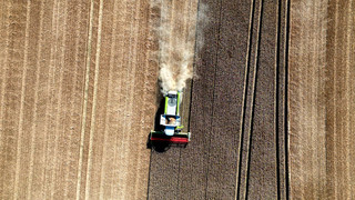 Getreideernte in Hessen: Gut ein Viertel mehr geerntet