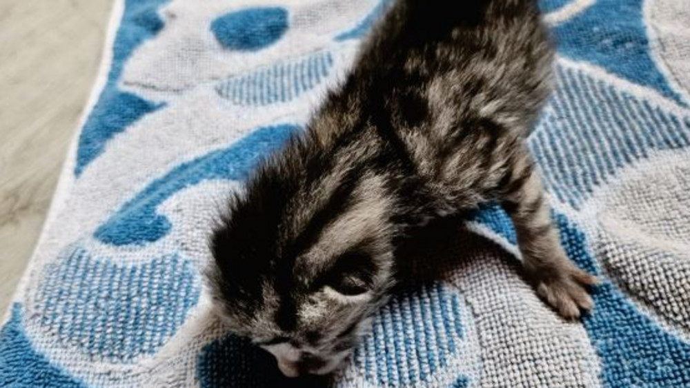 Ausgesetztes Katzenbaby