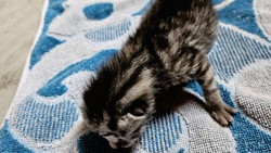 Lörzweiler: Wer hat dieses Katzenbaby ausgesetzt?