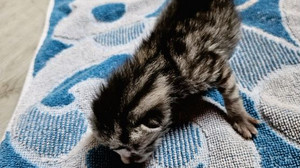 Lörzweiler: Wer hat dieses Katzenbaby ausgesetzt?