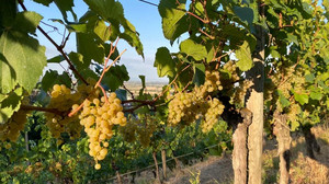 Hessens Winzer produzierten 2023 mehr als 20 Millionen Liter Wein
