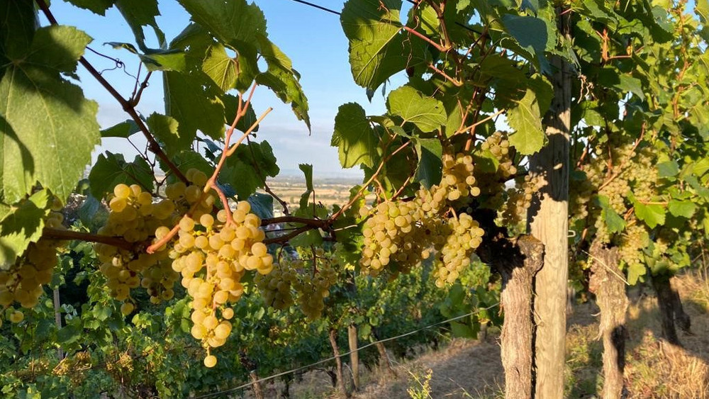 Weinberg Trauben Reben