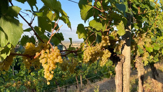 Hessens Winzer produzierten 2023 mehr als 20 Millionen Liter Wein