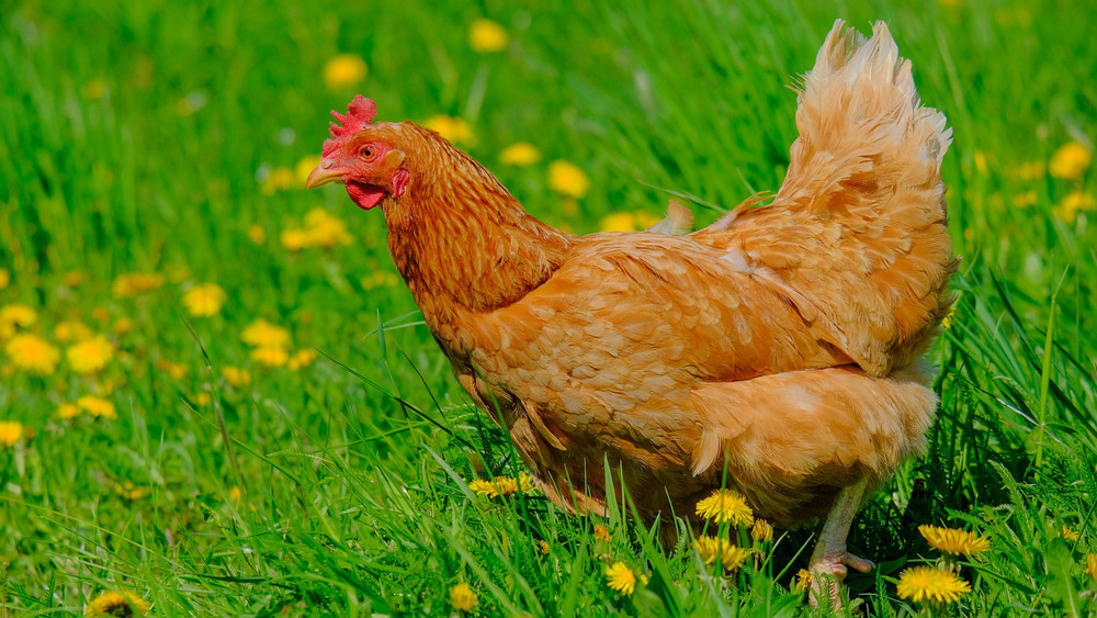 Gleich 120 Hühner haben Unbekannte von einer Wiese in Ehrenberg-Seiferts gestohlen (Symbolbild). 