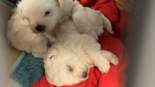 Auf Flohmarkt in Frankfurt: Hundewelpen zum Verkauf angeboten?