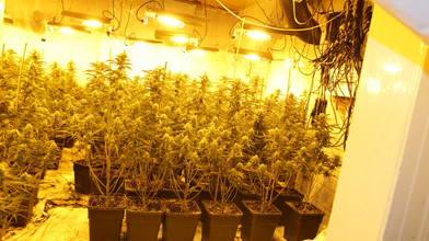 Spangenberg: Große Cannabisplantage entdeckt