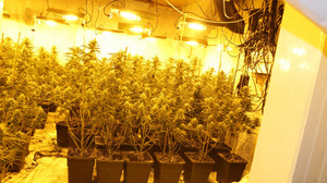 Spangenberg: Große Cannabisplantage entdeckt