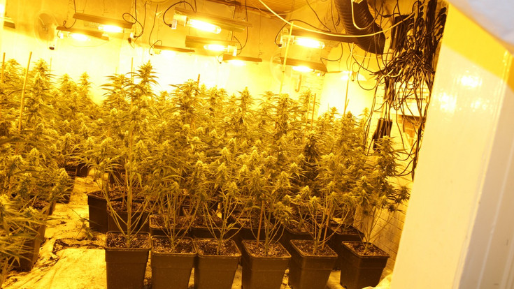 Spangenberg: Große Cannabisplantage entdeckt