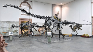 Dinos für daheim: Senckenbergmuseum online