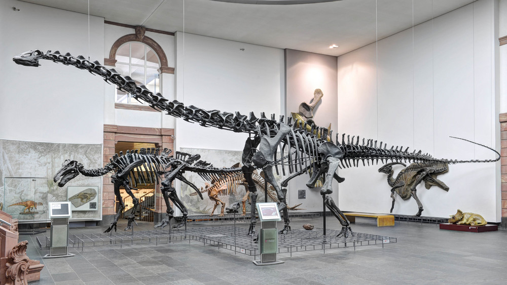 Dinosauerierskelette im Senckenberg Museum in Frankfurt