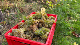 Weinlese am Samstag am Böddiger Berg in Felsberg - 20 Helfer dabei