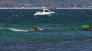 Nach tagelangen Rettungsversuchen: Buckelwal befreit sich von Ostsee-Sandbank