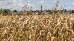 Sommerhitze kostet 36 Milliarden Euro