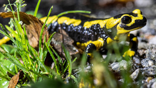 Tödlicher Salamander-Pilz breitet sich alarmierend aus