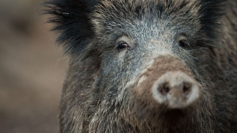 Die Afrikanische Schweinepest breitet sich in Südhessen immer weiter aus (Symbolbild).