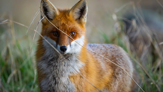 Staupe in Kassel: Schutzimpfung schützt Hunde im Wald