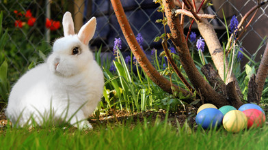 Ostertraditionen erklärt: Warum bringt der Hase bunte Eier?