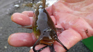 Herborn: Katzenwels erfolgreich aus See gefischt