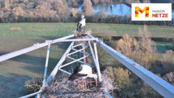 Störche hautnah rund um Mainz: Naturerlebnis von Zuhause