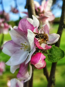 Apfelblüte in Biebergemünd
