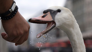 Schwan legt Feierabendverkehr in Bad Kreuznach in Teilen lahm