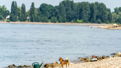 Badeunfälle: Drei Tote aus dem Rhein in Hessen geborgen