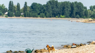 Badeunfälle: Drei Tote aus dem Rhein in Südhessen geborgen