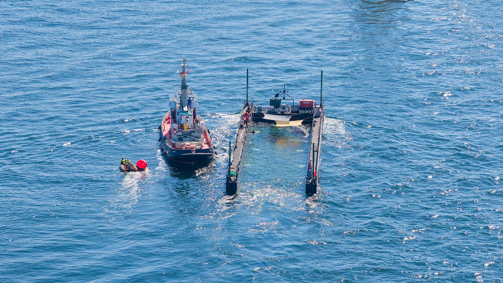Buckelwal auf dem Weg aus der Ostsee