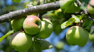 Klimawandel setzt Hessens Obstbauern zu: Hagelschäden und Sonnenbrand