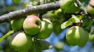 Klimawandel setzt Hessens Obstbauern zu: Hagelschäden und Sonnenbrand