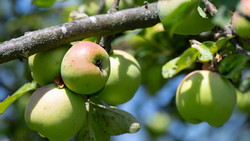 Erntedankfest in Oestrich-Winkel