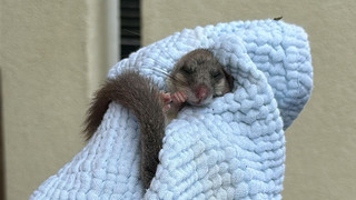 Polizei-Einsatz in Darmstadt: Kranker Siebenschläfer gerettet