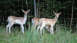 Tag der offenen Tür auf der Kellerranch in Weiterstadt