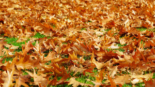 Was macht ihr in den Herbstferien?