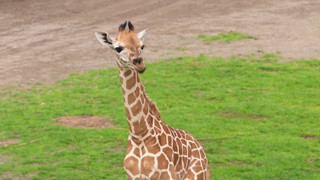 Giraffenbaby auf Entdeckungstour: Leipziger Zoo freut sich über Langhalsnachwuchs