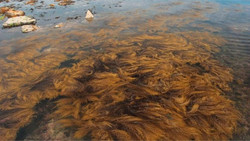 Braunes Stinke-Meer bringt Europas Klima ins Wanken