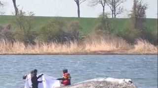 Wal vor Wismar: Viel Bewegung drumherum, aber Tier verharrt