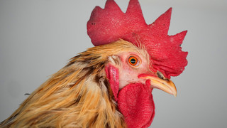 Traurige Schüler in Pfaffen-Schwabenheim - Schulhahn "Fred" ist weg