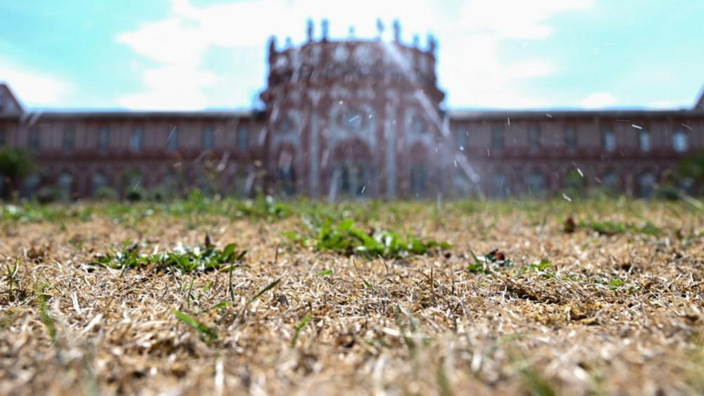 Der Rasen vor dem Biebricher Schloß in Wiesbaden ist vertrocknet, obwohl er hier und da bewässert wird. 