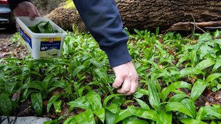 Illegale Bärlauch-Ernte in Riedstadt