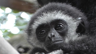 Klein, tapsig, herzerwärmend: Das Tierbaby-Jahr 2025