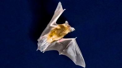 So geht es den Fledermäusen in Hessen